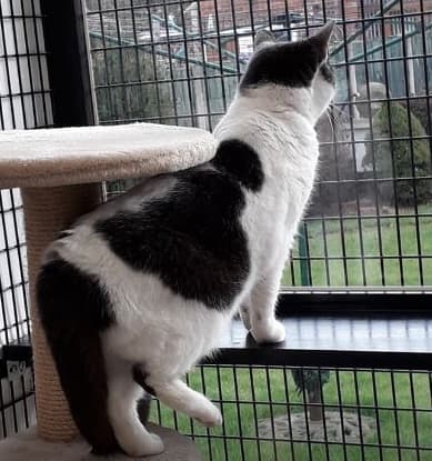 Cat looking out the window