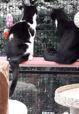 Cats looking out the window